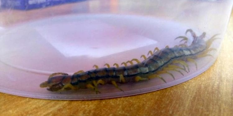 Warszawa. Jadowity stwór wypełzł z prania. To skolopendra