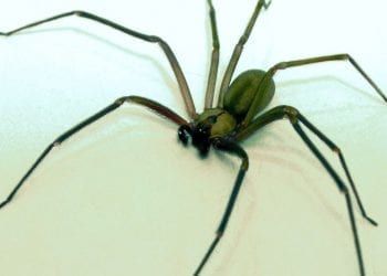 31-latka sparaliżowana po ugryzieniu pająka. Był w bananach