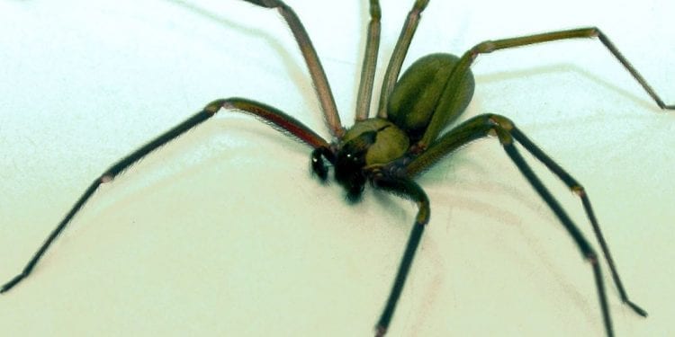 31-latka sparaliżowana po ugryzieniu pająka. Był w bananach