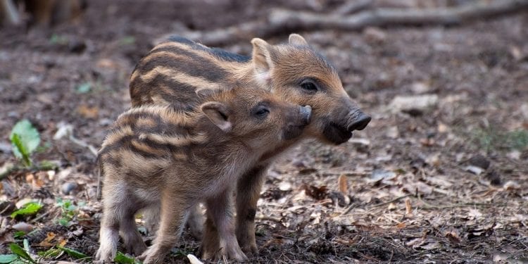 Co wpływa na wzrost populacji dzika w Polsce? Ekspert wyjaśnia przyczyny