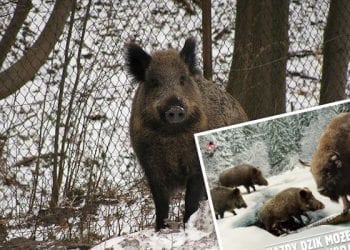 To się nazywa kampania reklamowa! „Każdy dzik może liczyć na żubra” [FOTO]