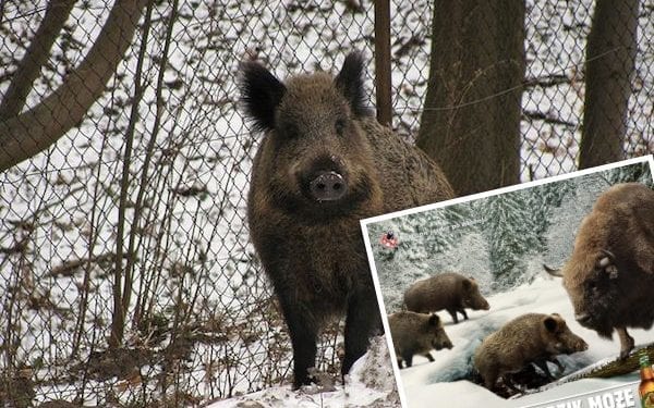To się nazywa kampania reklamowa! „Każdy dzik może liczyć na żubra” [FOTO]