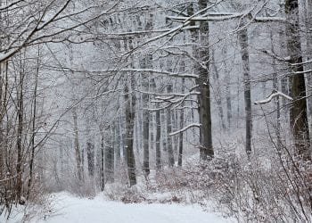 Mężczyzna zabłądził w lesie, nie był w stanie iść. Pomoc nadeszła w ostatniej chwili