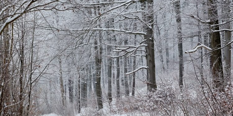 Mężczyzna zabłądził w lesie, nie był w stanie iść. Pomoc nadeszła w ostatniej chwili