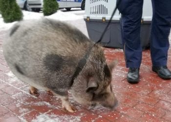 Warszawa: Myśleli, że spotkali dzika. Strażnicy odkryli świnkę wietnamską [FOTO]
