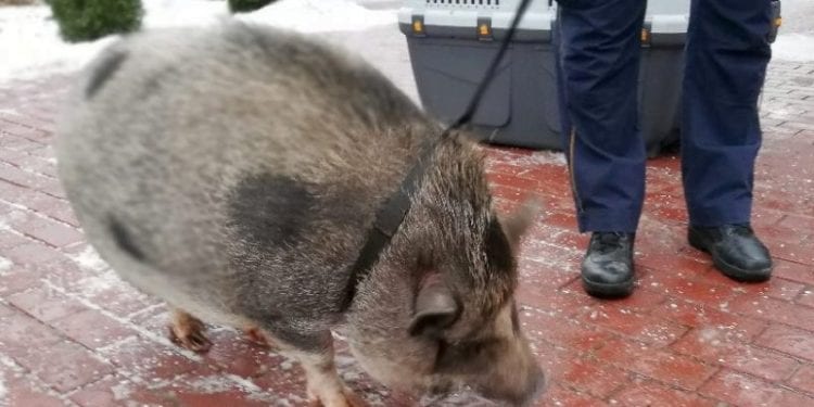 Warszawa: Myśleli, że spotkali dzika. Strażnicy odkryli świnkę wietnamską [FOTO]
