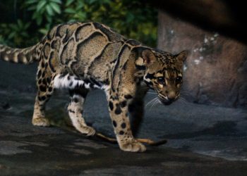 Ten gatunek pantery uważano za wymarły. Po latach zaobserwowano, że to błąd