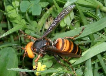 Szerszeń azjatycki coraz bliżej Polski
