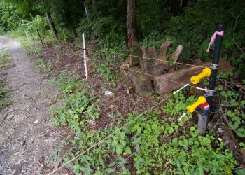 Lubelskie: Pułapka na bobry zabiła człowieka. Sąsiad odpowie przed sądem