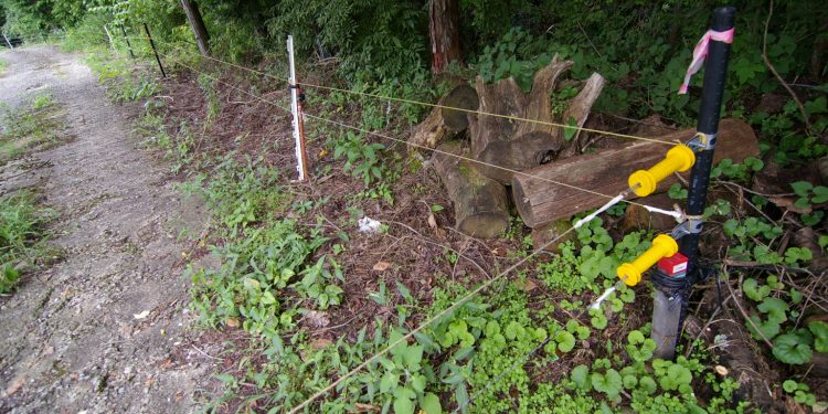 Lubelskie: Pułapka na bobry zabiła człowieka. Sąsiad odpowie przed sądem