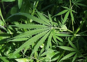 Minister Szumowski: „Raz paliłem marihuanę”