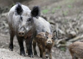 Dwaj mężczyźni zaatakowani przez dzika. Ich stan jest poważny