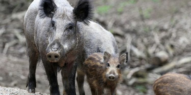 Dwaj mężczyźni zaatakowani przez dzika. Ich stan jest poważny