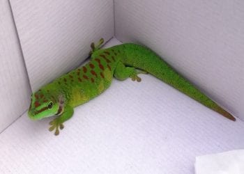 W Złotych Tarasach był… gekon. Interweniował EkoPatrol