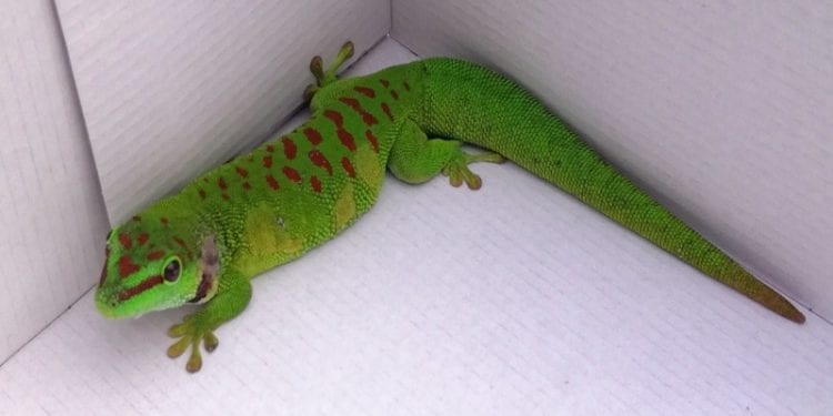 W Złotych Tarasach był… gekon. Interweniował EkoPatrol