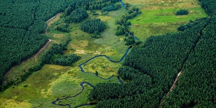 Rozróżniajmy lasy naturalne od gospodarczych. Naukowcy apelują