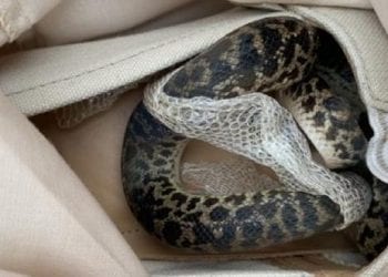 Wróciła z wycieczki z Australii. W torbie znalazła nieproszonego gościa [FOTO]