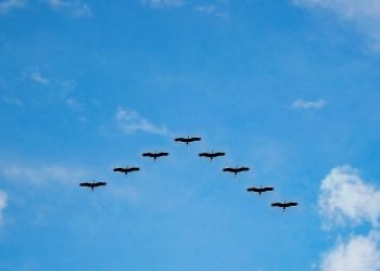 Żurawie zimowały w Polsce? Internauci zaobserwowali ptaki