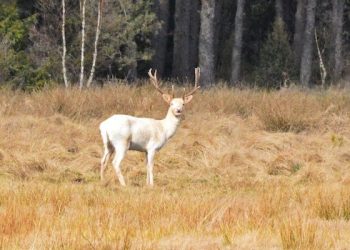 Biały jeleń sfotografowany przez leśnika