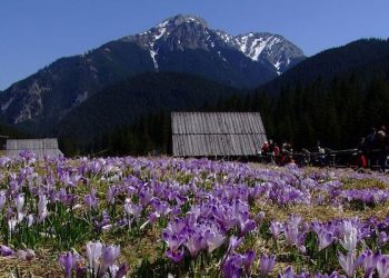 Krokusy zakwitły w Tatrach. TPN poszukuje wolontariuszy