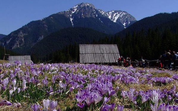 Krokusy zakwitły w Tatrach. TPN poszukuje wolontariuszy