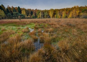 Piaseczno: Mężczyzna wpadł do bagna i nie mógł się wydostać. Pomoc przyszła w ostatniej chwili