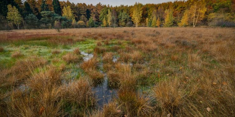 Piaseczno: Mężczyzna wpadł do bagna i nie mógł się wydostać. Pomoc przyszła w ostatniej chwili