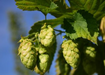 Chmiel korzystnie wpływa na skórę? Chodzi o związek zawarty w szyszkach rośliny