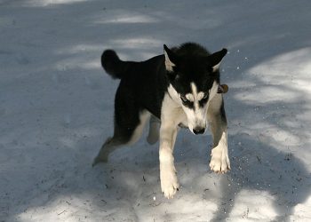 Pies odgryzł rękę dziecka. Jest petycja w… obronie zwierzęcia