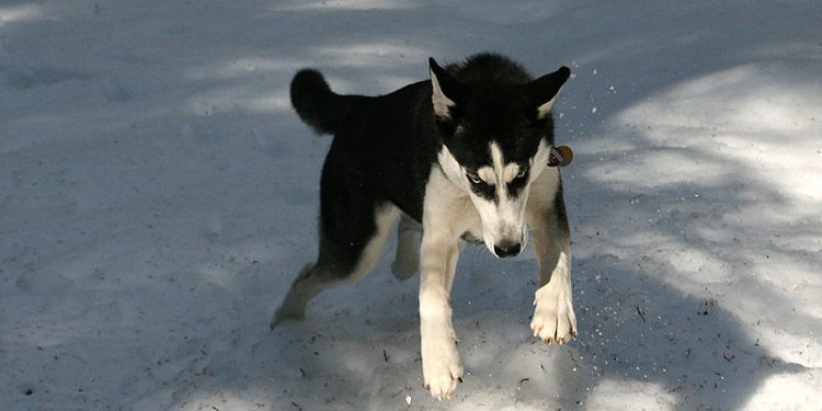 Pies odgryzł rękę dziecka. Jest petycja w… obronie zwierzęcia