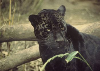 Chciała mieć selfie z jaguarem. Zwierzę zaatakowało