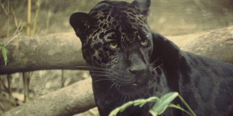 Chciała mieć selfie z jaguarem. Zwierzę zaatakowało