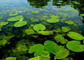 Ekspert: Raki nie zawsze są wskaźnikiem czystości wody