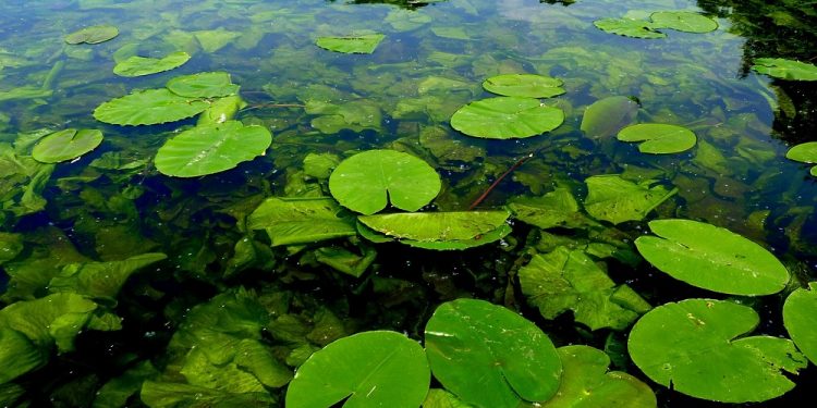 Ekspert: Raki nie zawsze są wskaźnikiem czystości wody