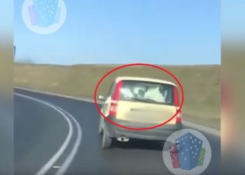 Kalisz: mężczyzna wiózł krowę w samochodzie [WIDEO]