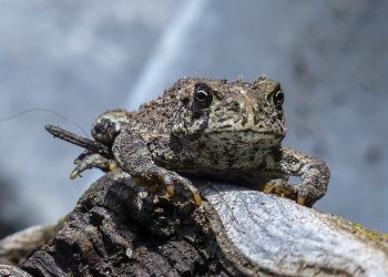 Przyrodnicy zachęcają do ratowania płazów w czasie wiosennej migracji