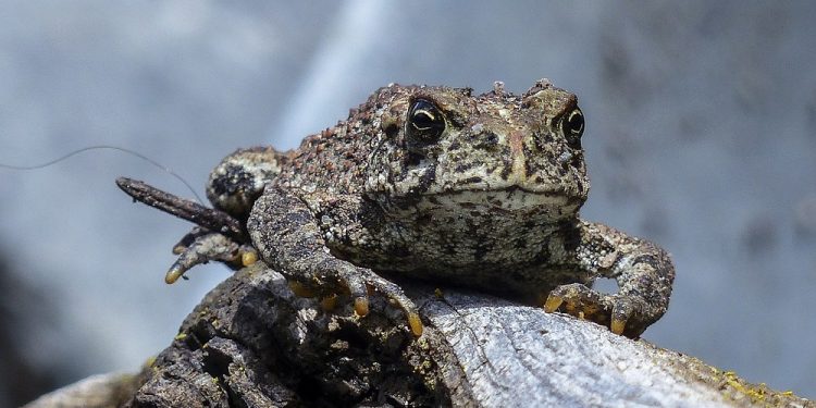 Przyrodnicy zachęcają do ratowania płazów w czasie wiosennej migracji
