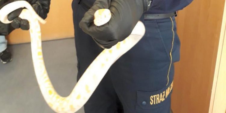 Warszawa: Otworzył paczkę od kuriera i znalazł w niej… pytona [FOTO]
