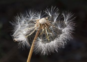 Eksperci: odczulanie to jedyna metoda, która może wyleczyć z alergii