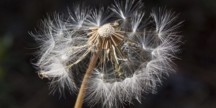 Eksperci: odczulanie to jedyna metoda, która może wyleczyć z alergii