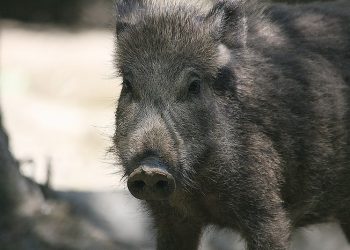 Słowacja. Dziki wykopały skarb wart fortunę