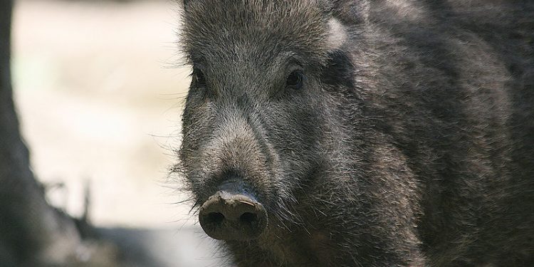 Słowacja. Dziki wykopały skarb wart fortunę