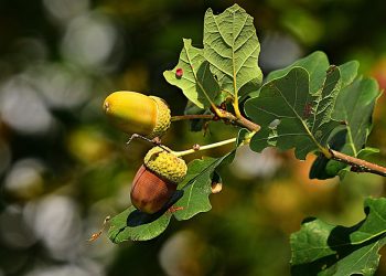 Naukowcy sklonowali 800-letni dąb Rus z Rogalina