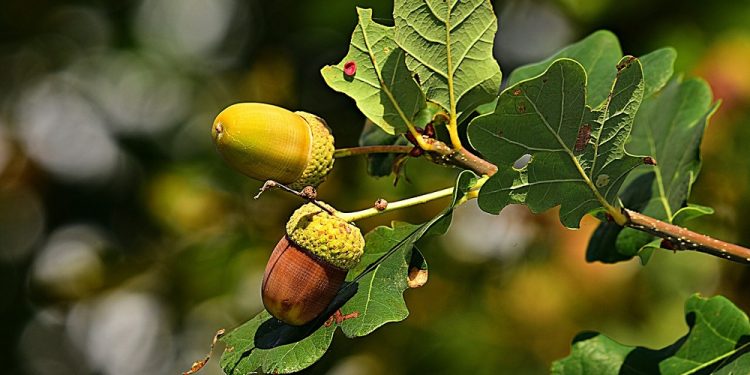 Naukowcy sklonowali 800-letni dąb Rus z Rogalina