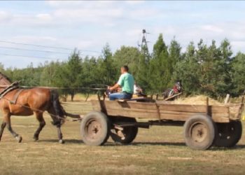 Uciekali przed policją… furmanką. Woźnica był pijany