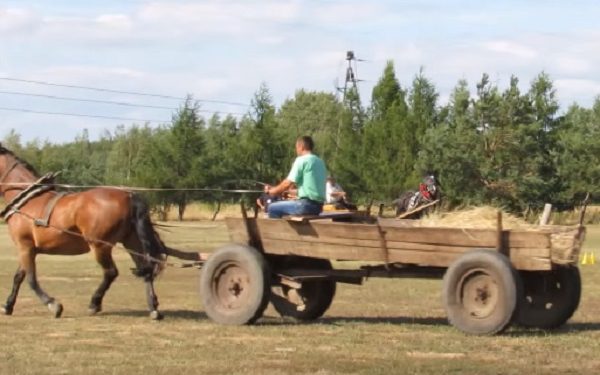 Uciekali przed policją… furmanką. Woźnica był pijany