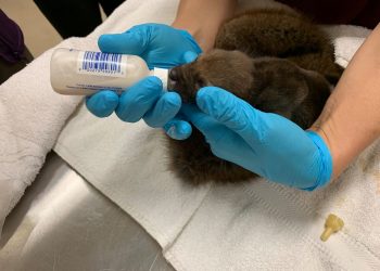 Myślał, że to porzucony szczeniak. Okazało się, że to kojot