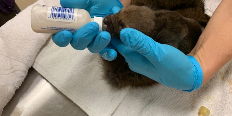 Myślał, że to porzucony szczeniak. Okazało się, że to kojot