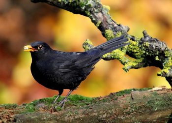 Zatrute ołowiem kosy żyją tym krócej, im więcej mają potomstwa
