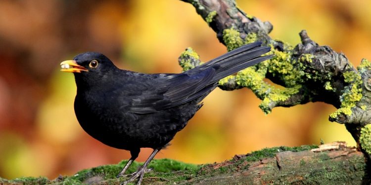 Zatrute ołowiem kosy żyją tym krócej, im więcej mają potomstwa